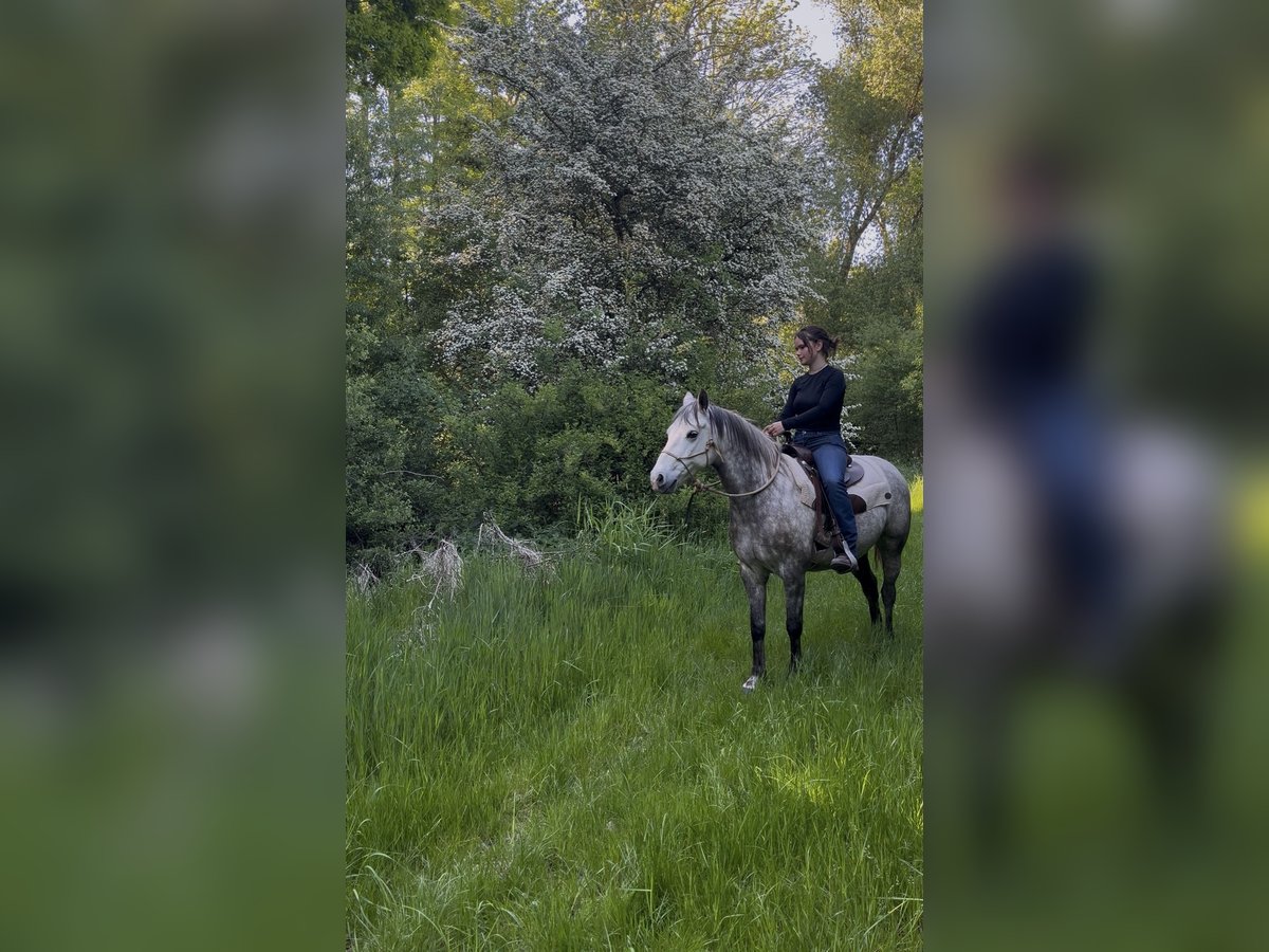 Connemara Wallach 6 Jahre 147 cm Braunfalbschimmel in Gieboldehausen