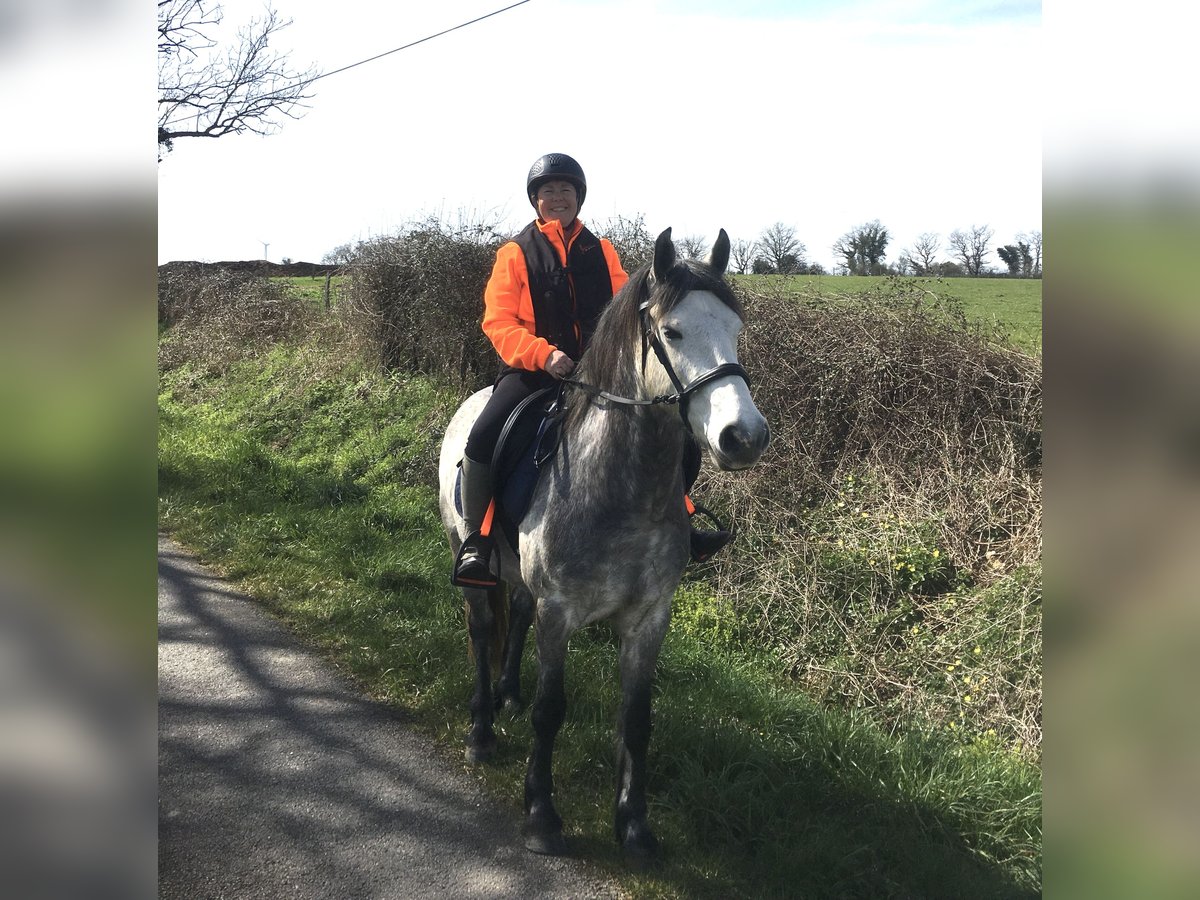 Connemara Wallach 7 Jahre 143 cm Apfelschimmel in Millac