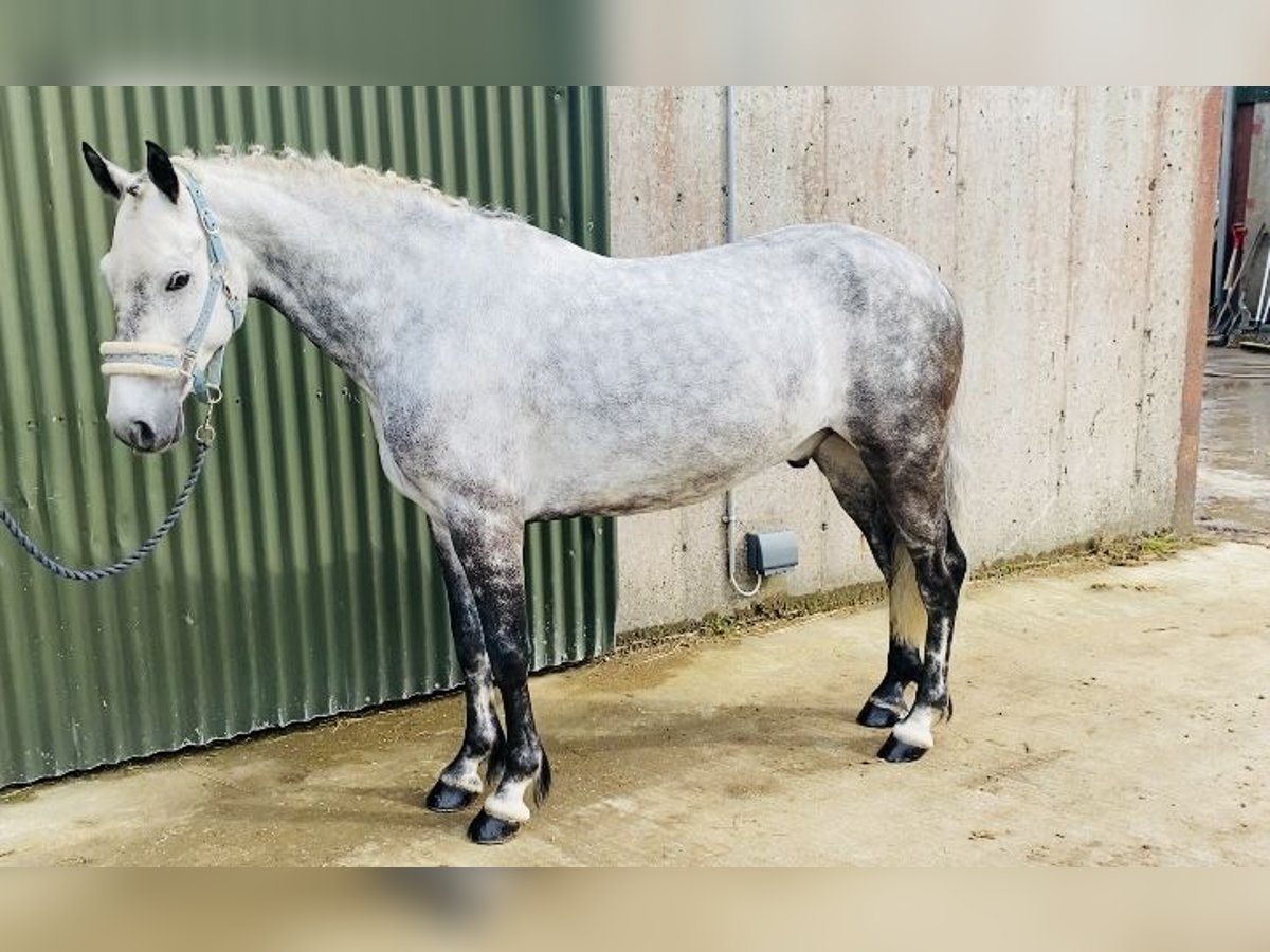 Connemara Wallach 7 Jahre 147 cm Apfelschimmel in Sligo
