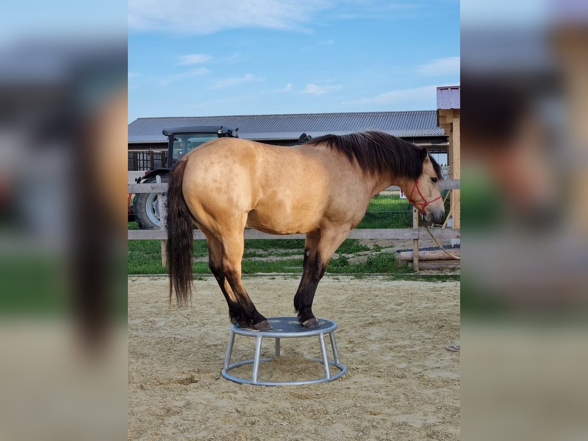 Connemara Mix Wallach 7 Jahre 150 cm Falbe in Gro&#xDF; W&#xFC;stenfelde