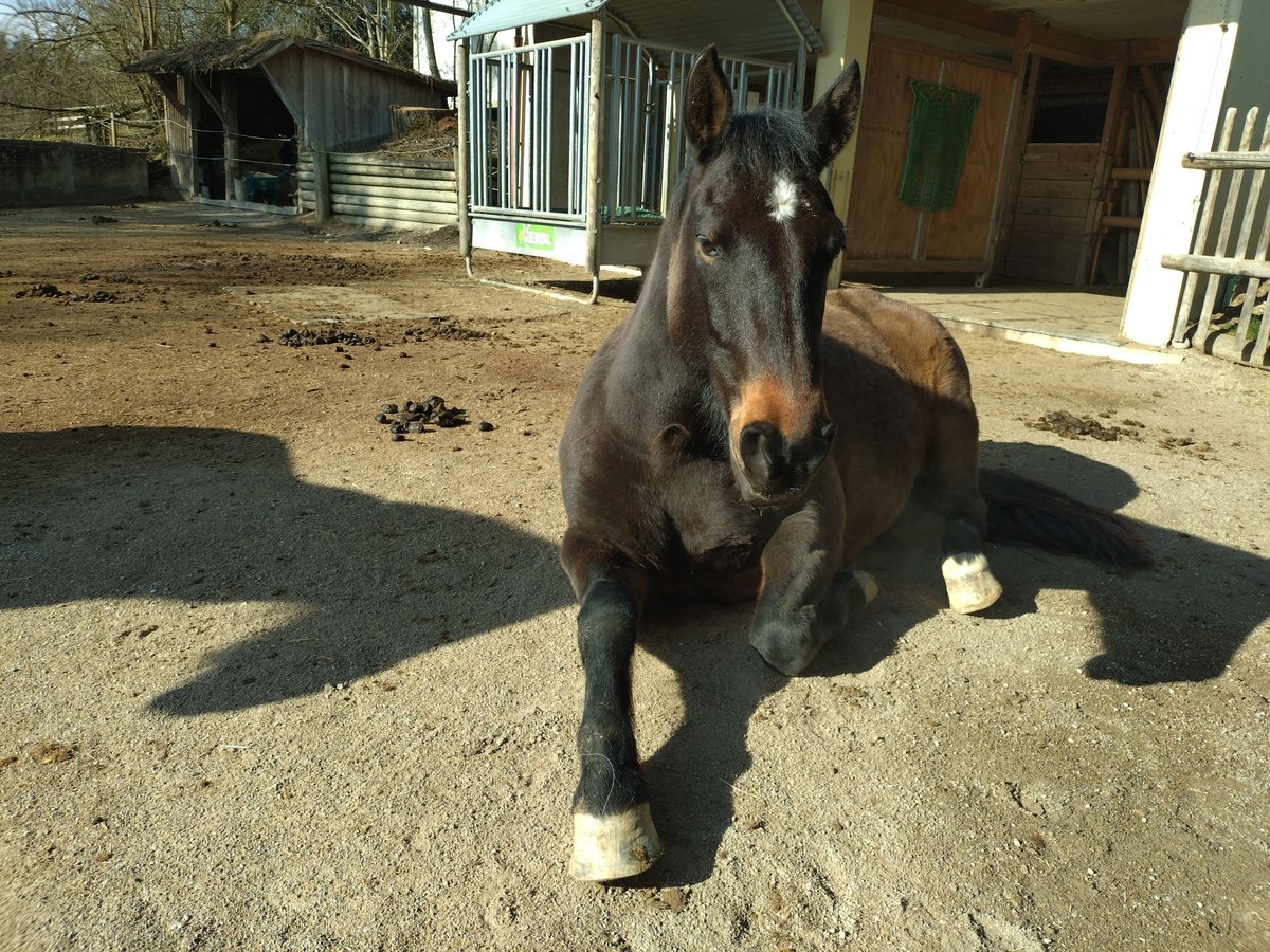 Connemara Wallach 7 Jahre 156 cm Dunkelbrauner in Eurasburg