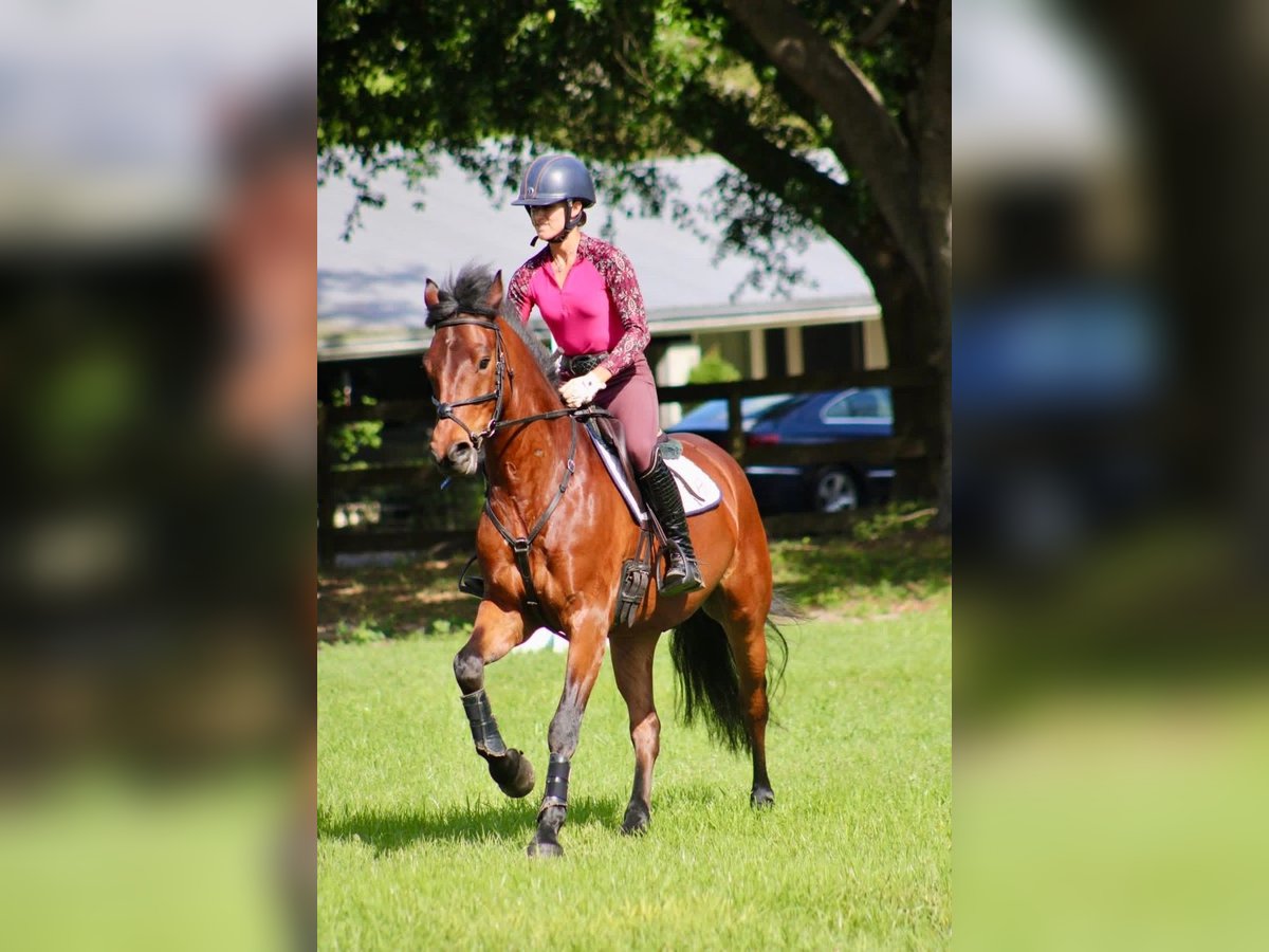 Connemara Wallach 7 Jahre 173 cm Hellbrauner in Scotter, Gainsborough