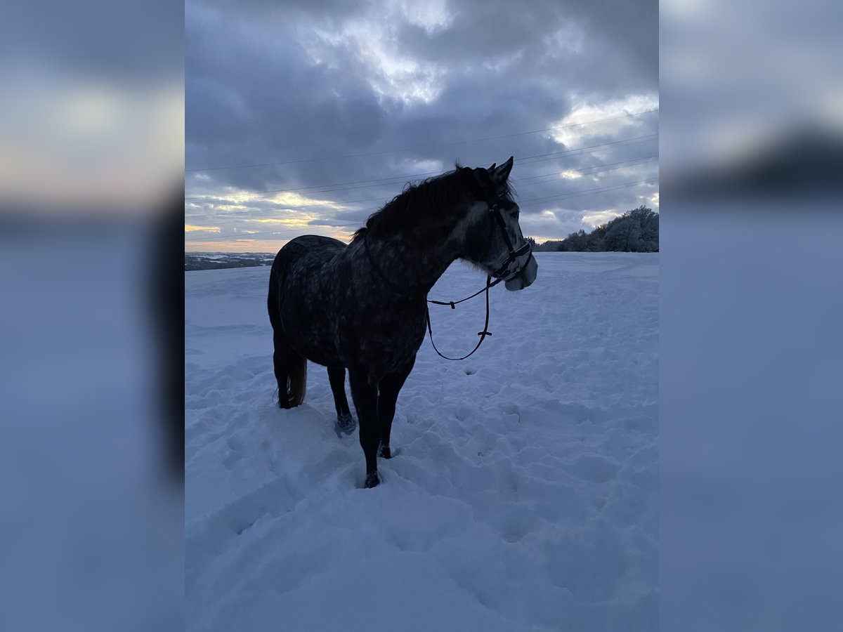 Connemara Mix Wallach 8 Jahre 146 cm Apfelschimmel in Iserlohn