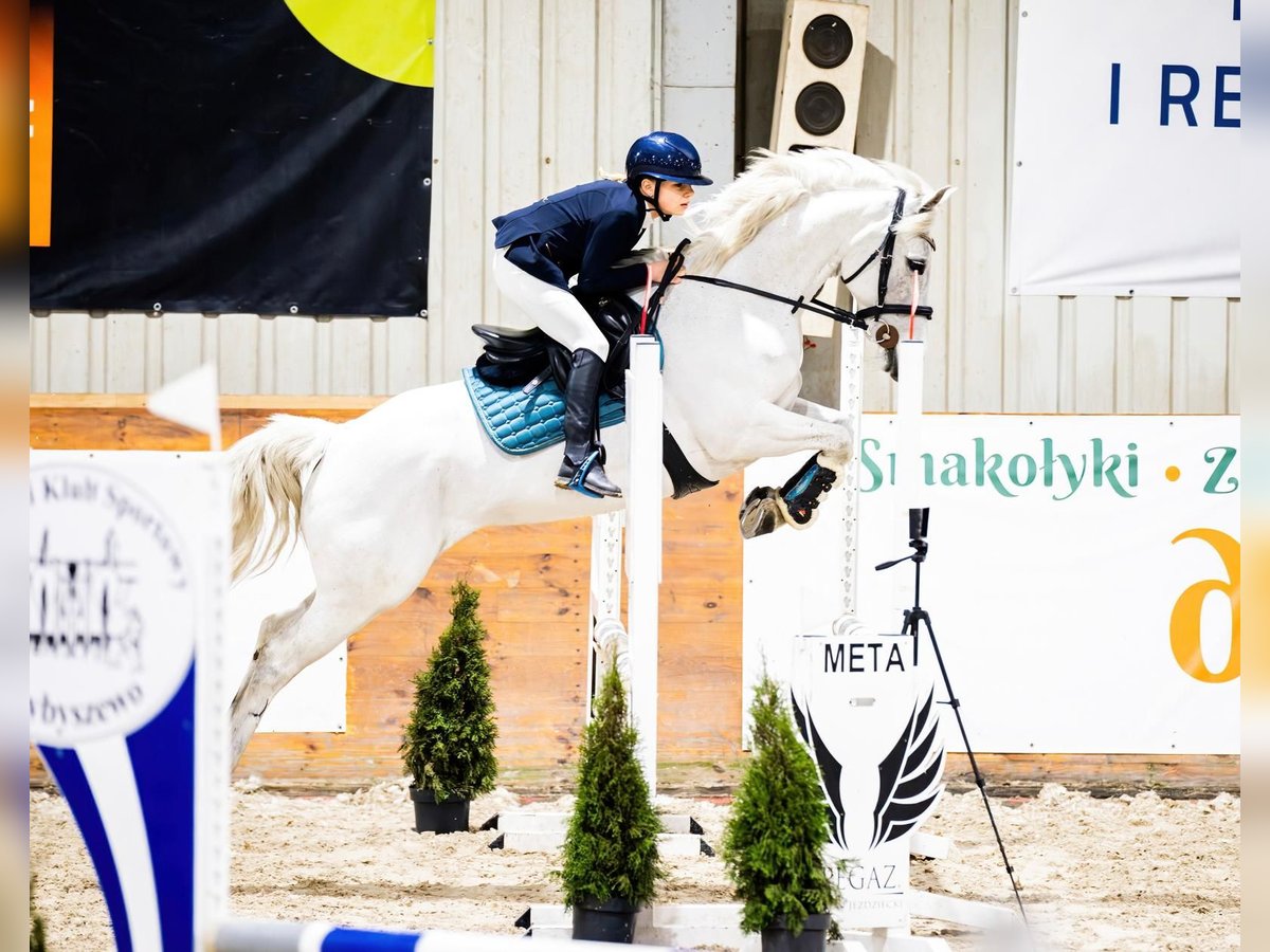 Connemara Yegua 10 años 146 cm Tordo picazo in Pozna&#x144;