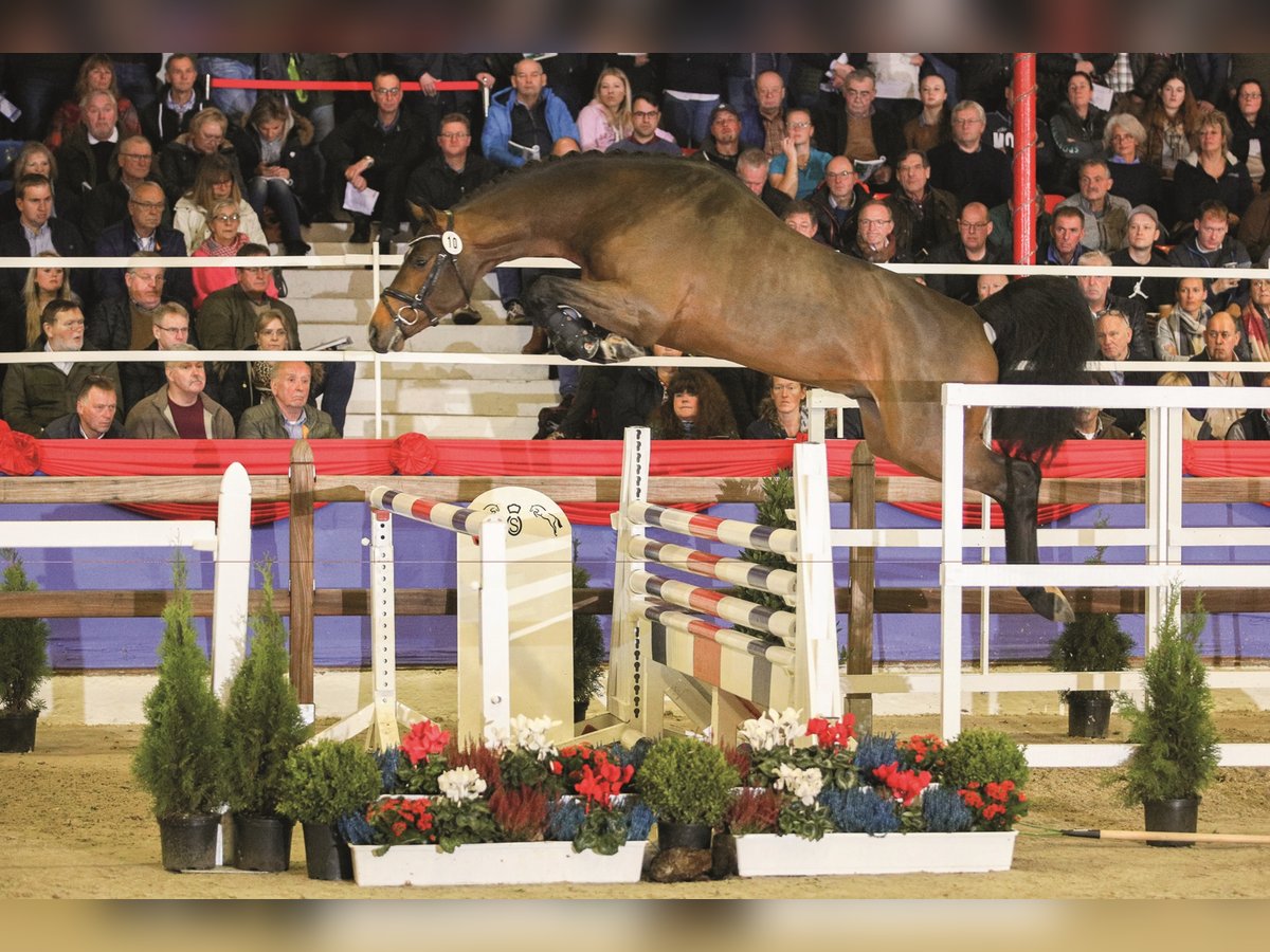 CONTHALOU Caballo de salto Oldenburgo Semental Castaño in Steinfeld (Oldenburg)