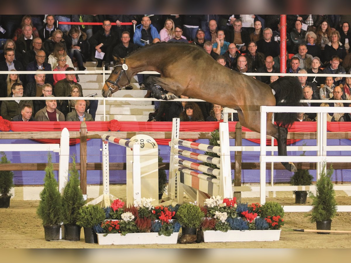 CONTHALOU Oldenburger Springpaard Hengst Bruin in Steinfeld (Oldenburg)