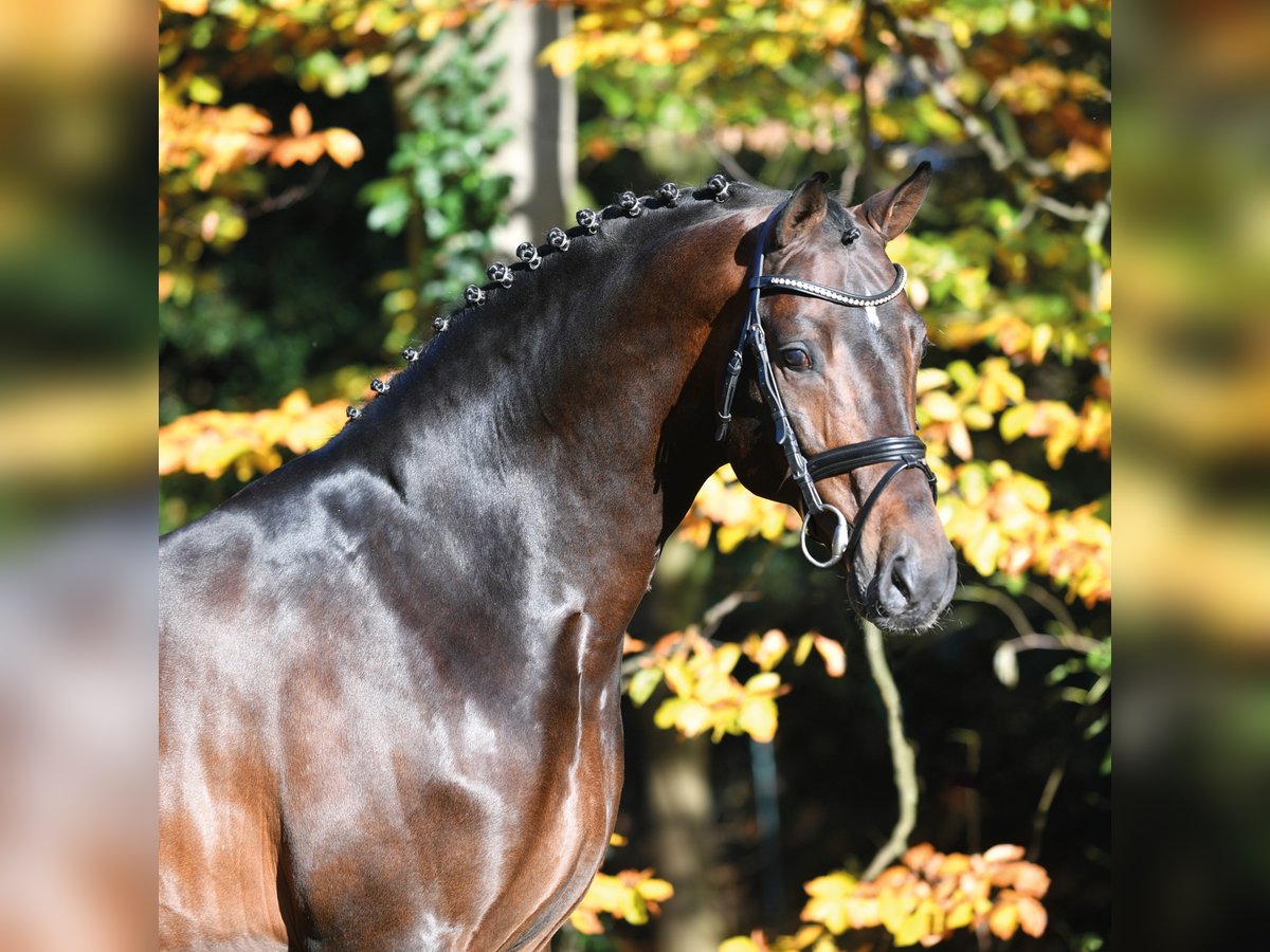 CONTHARGOS Oldenburger Springpaard Hengst Bruin in Steinfeld (Oldenburg)