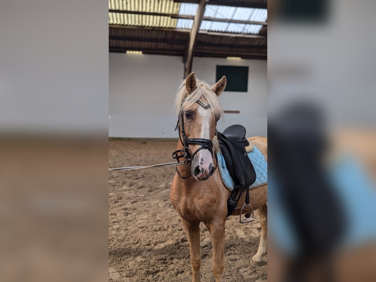 Creme Horse Gelding 7 years 14,2 hh Palomino in Großheide Berumerfehn