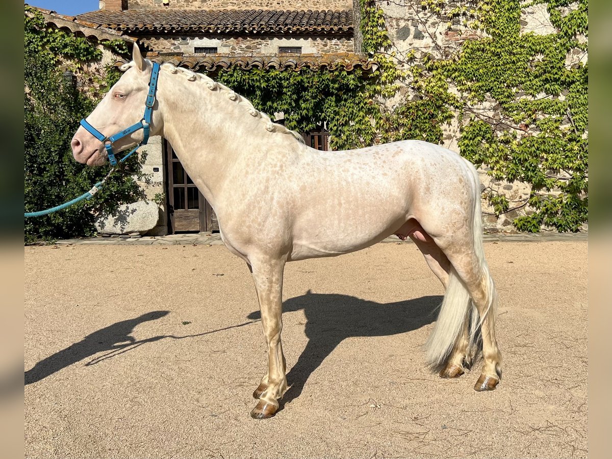 Creme Horse Ogier 7 lat 155 cm Cremello in Sanata (Llinars Del Valles)
