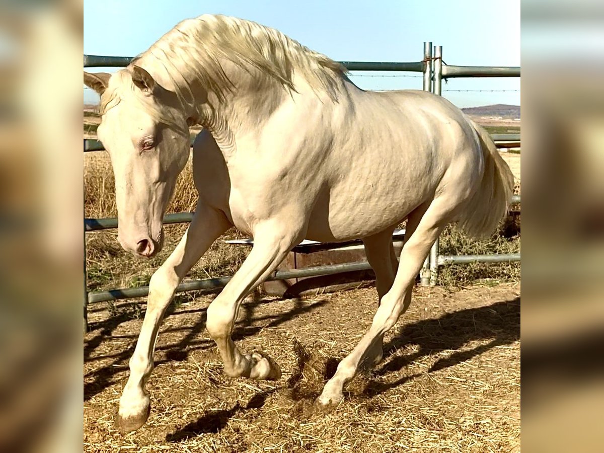 Creme Horse Stallion 1 year 15,2 hh Cremello in Bienvenida