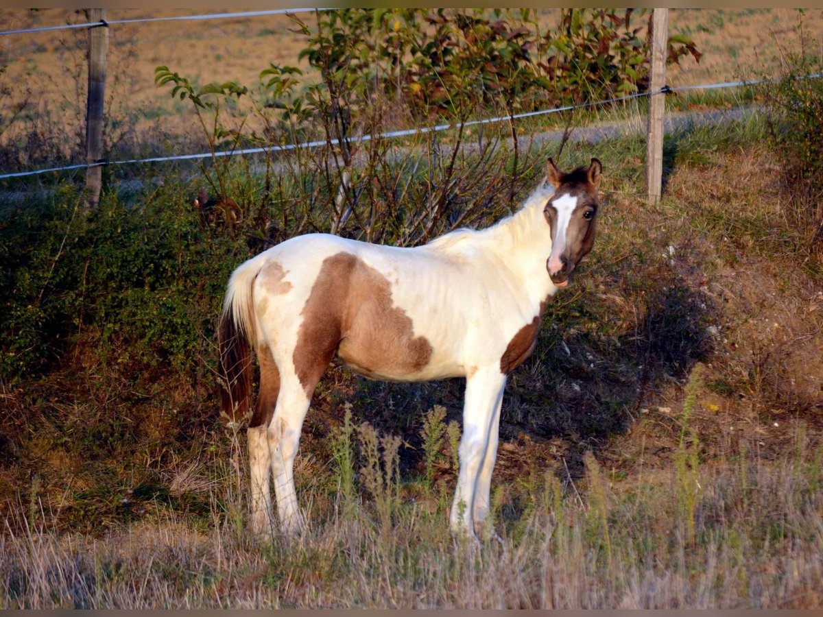 Creme Horse Mix Stallion 2 years 15,2 hh Tobiano-all-colors in Wardrecques