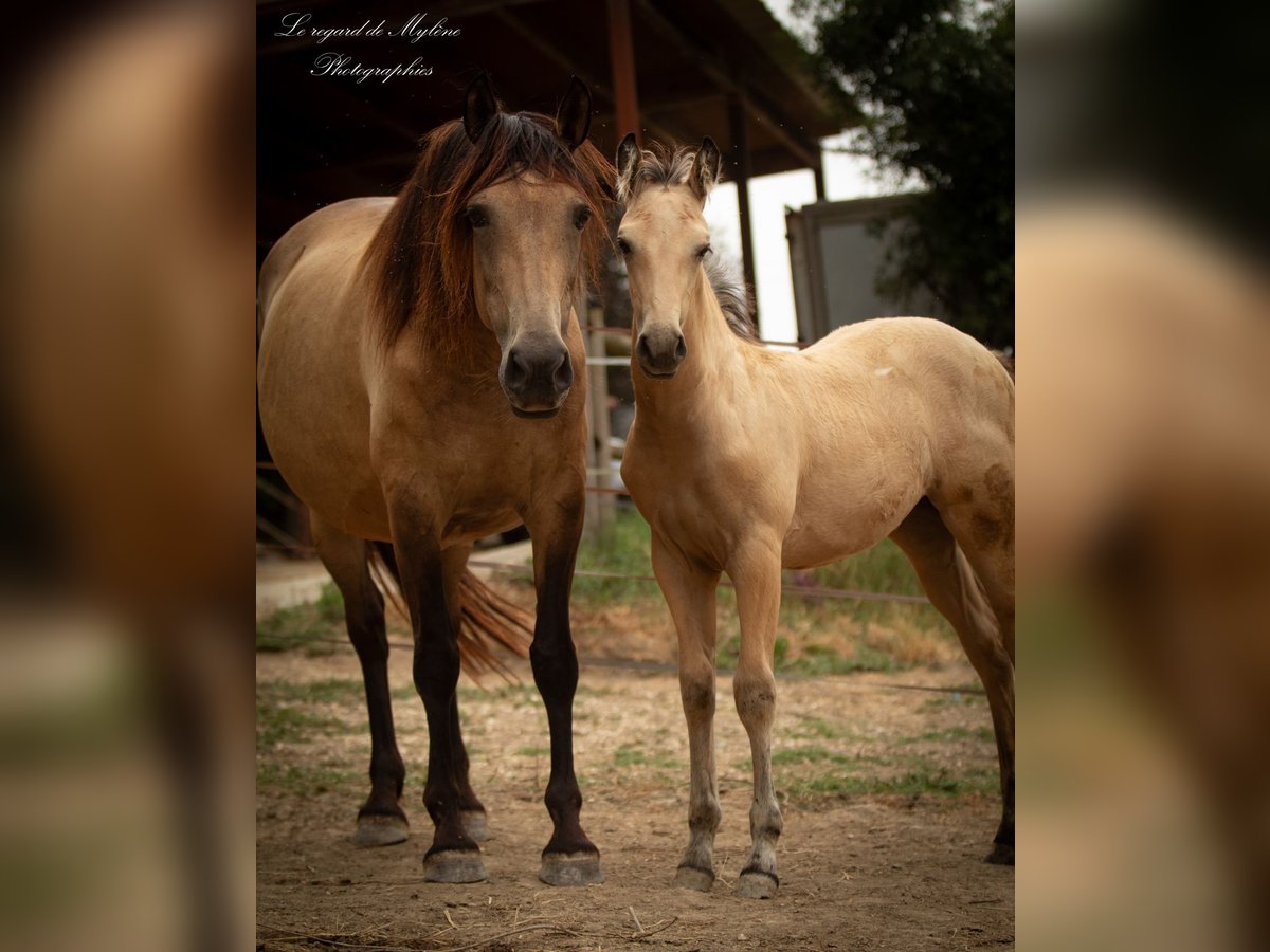 Creme Horse Stute Fohlen (05/2025) Falbe in Aigrefeuille