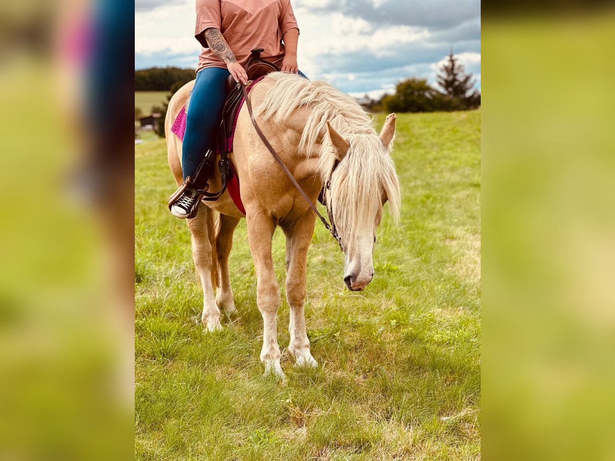 Creme Horse Wałach 3 lat 165 cm Cremello in Linnich