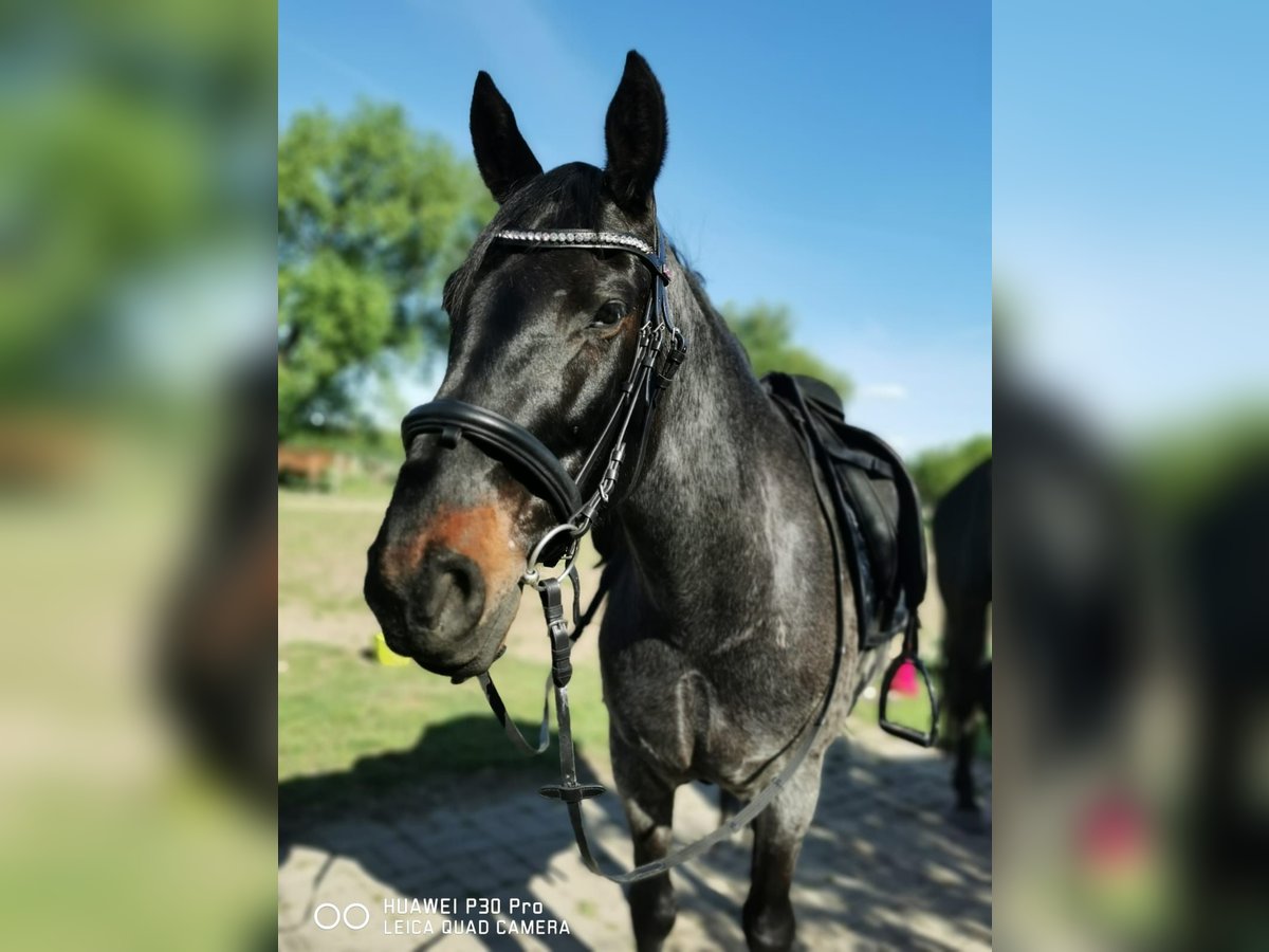 Criollo Caballo castrado 10 años 145 cm Ruano azulado in Berlin