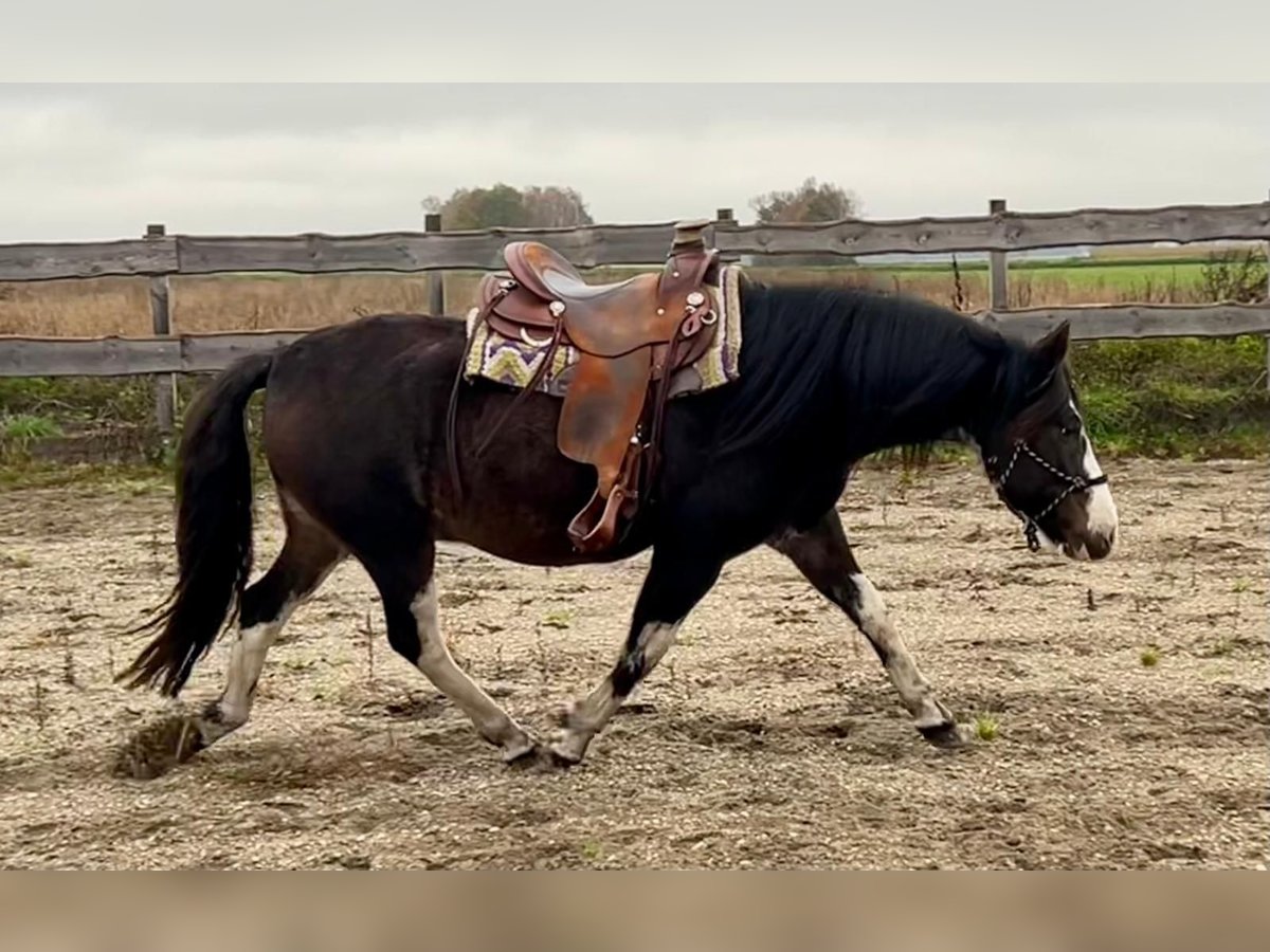 Criollo Caballo castrado 10 años 148 cm Castaño oscuro in Königsmoos