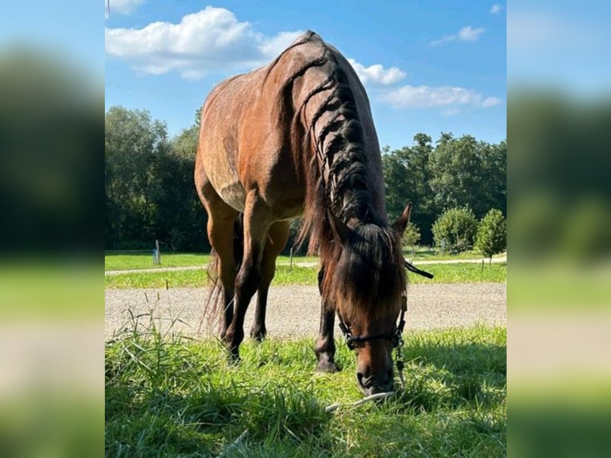 Criollo Caballo castrado 14 años Castaño-ruano in Ohmden