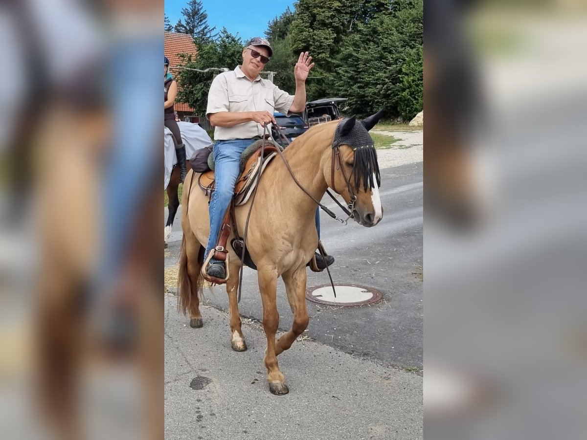 Criollo Caballo castrado 16 años 148 cm Bayo in Erkenbrechtsweiler