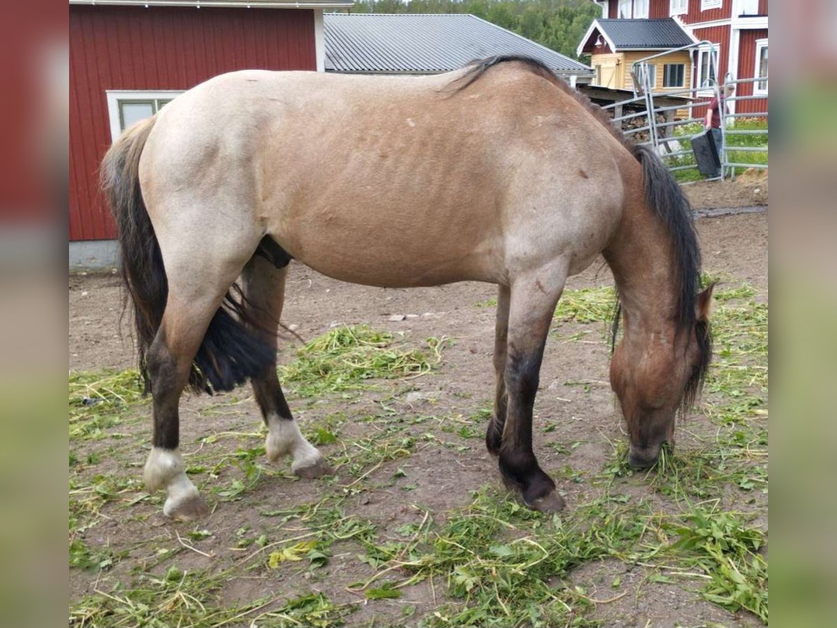 Criollo Caballo castrado 3 años 140 cm Ruano alazán in Ullånger