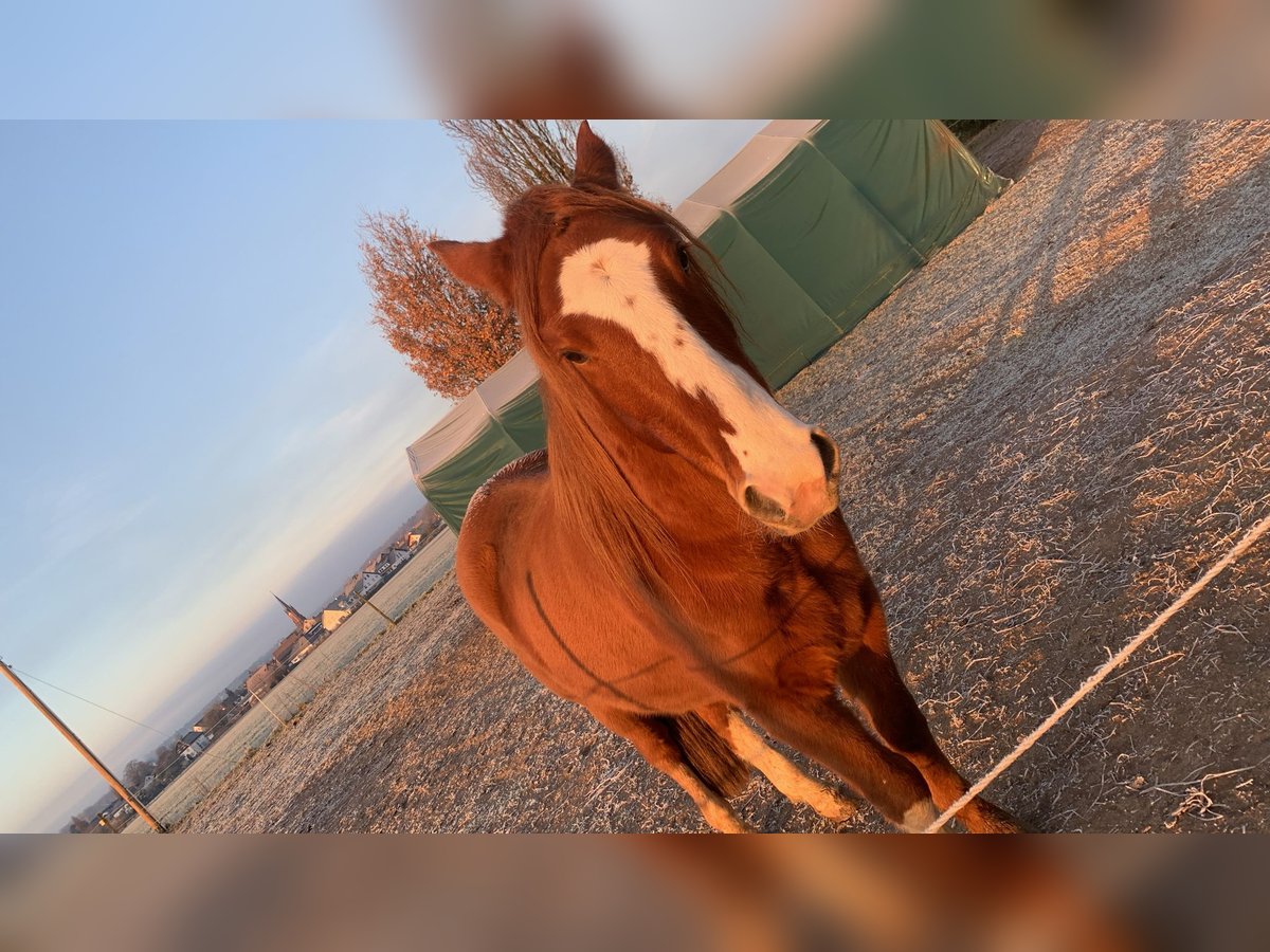 Criollo Caballo castrado 4 años 150 cm Alazán in Babenhausen