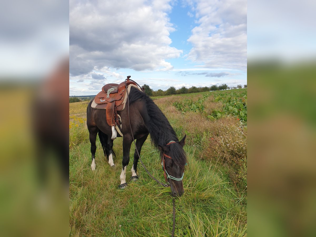 Criollo Caballo castrado 8 años in Weingarten