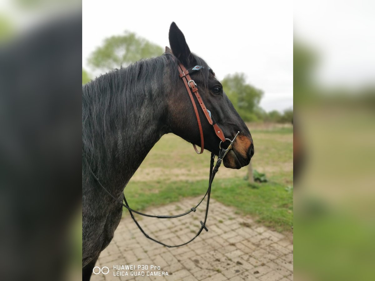 Criollo Castrone 10 Anni 145 cm Roano blu in Schönwalde