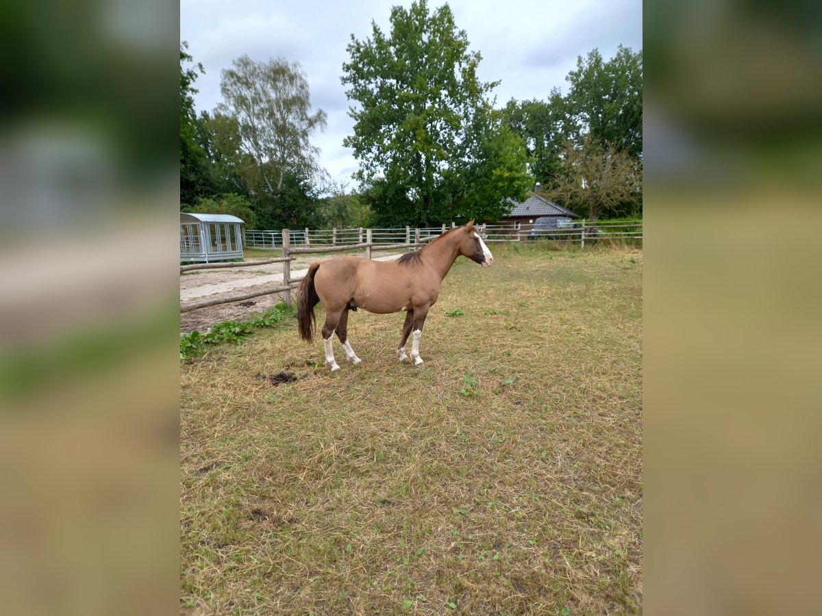 Criollo Castrone 14 Anni 146 cm in Bad Bevensen