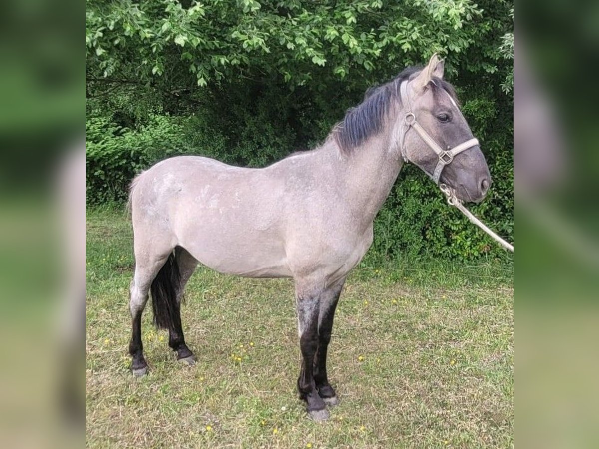 Criollo Castrone 2 Anni 150 cm Grullo in Sommerkahl