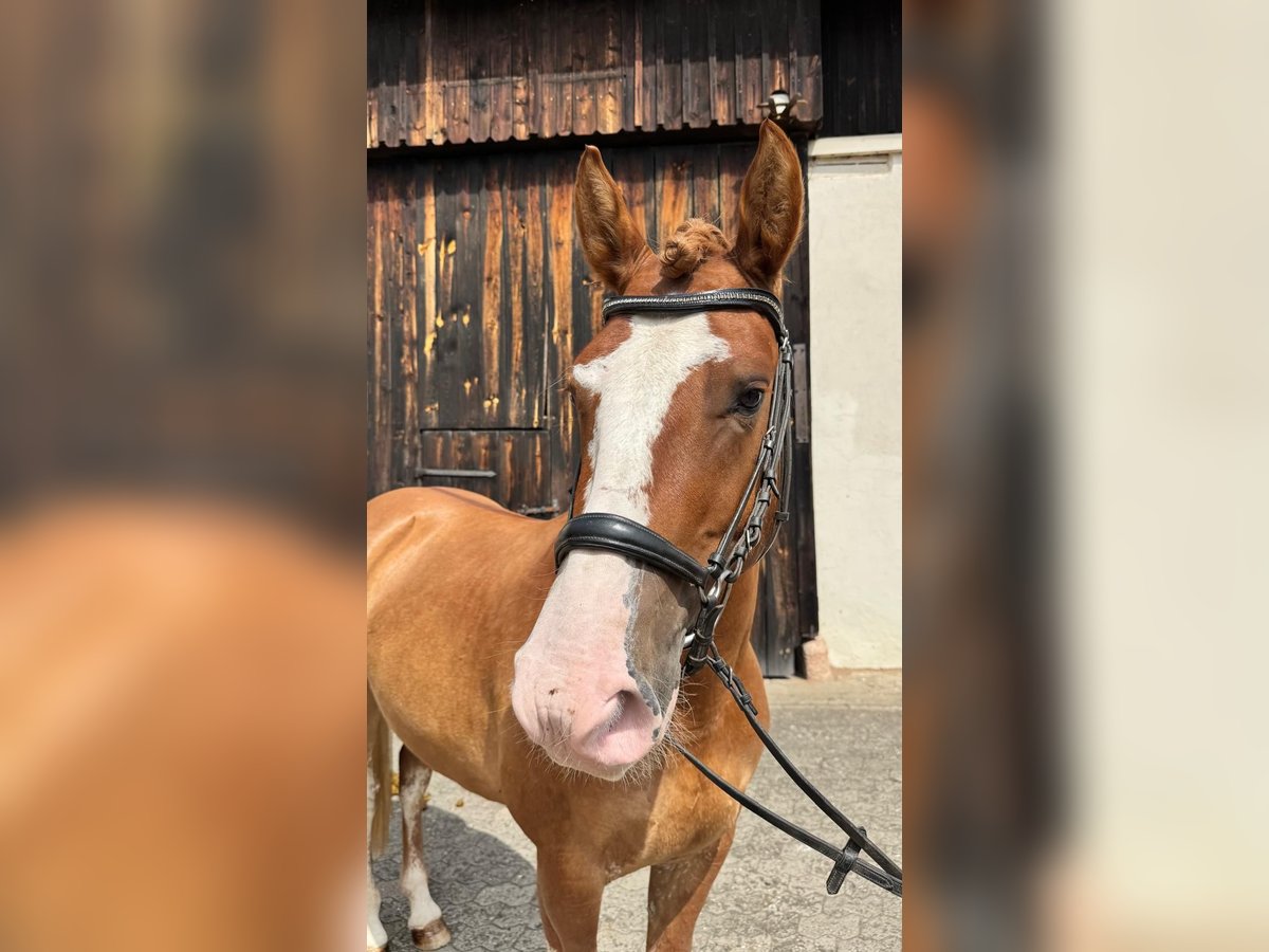 Criollo Castrone 3 Anni 143 cm Sauro in Heroldsbach