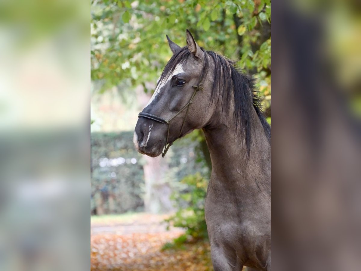Criollo Castrone 4 Anni 150 cm Grullo in Hilversum