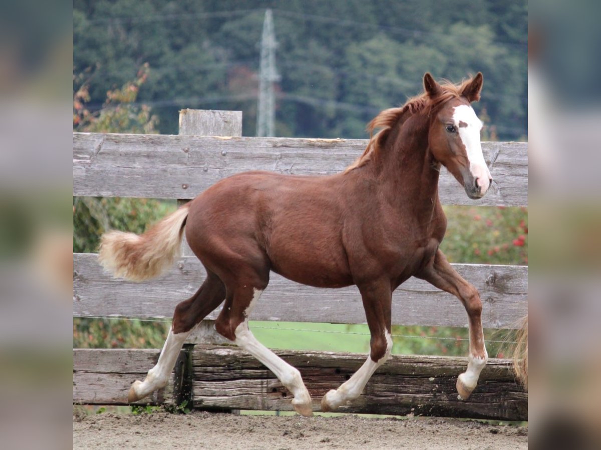 Criollo Étalon Poulain (05/2025) 142 cm Alezan brûlé in Mengen