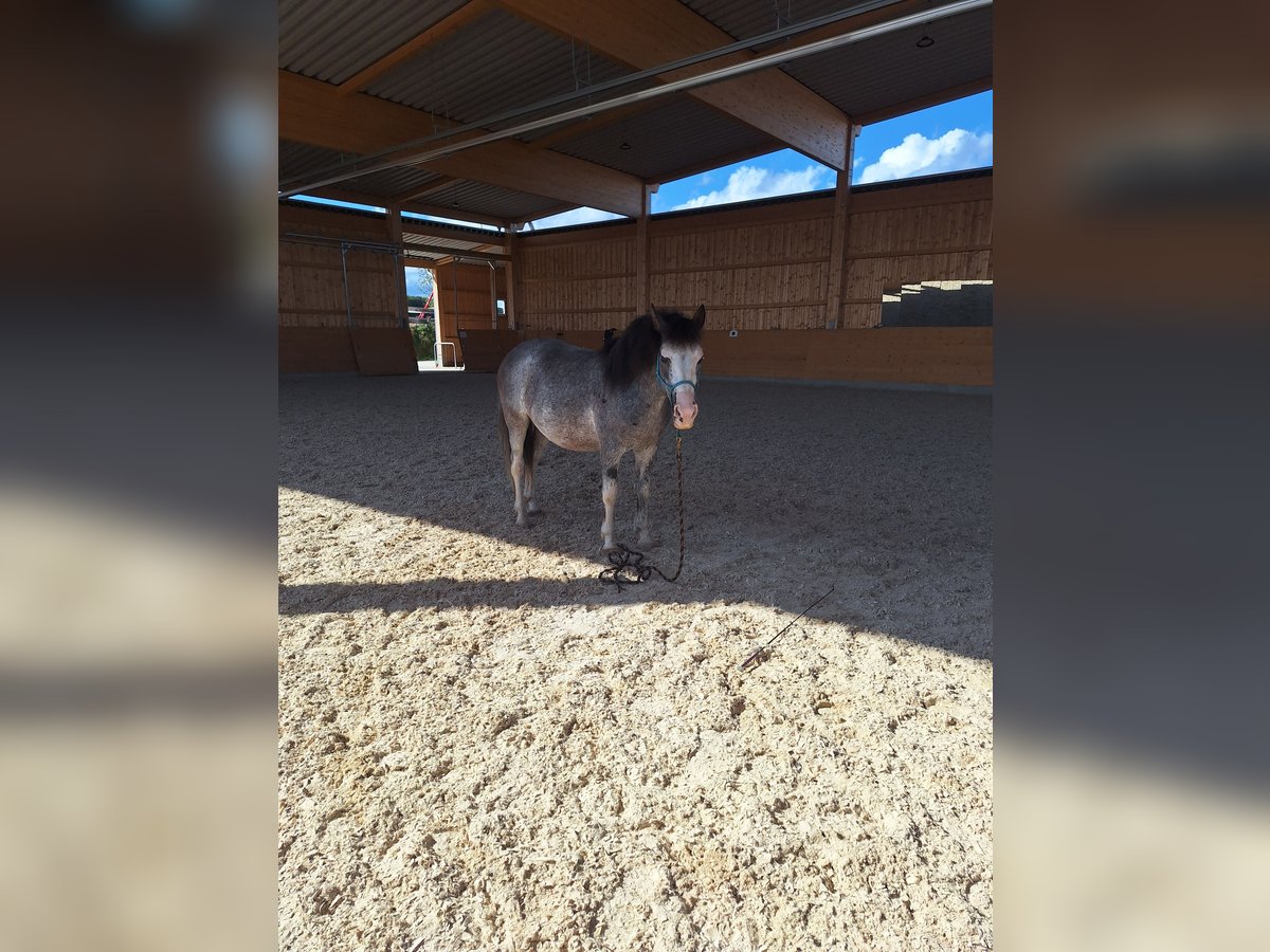 Criollo Mix Gelding 10 years 13,3 hh Can be white in Schwaigern