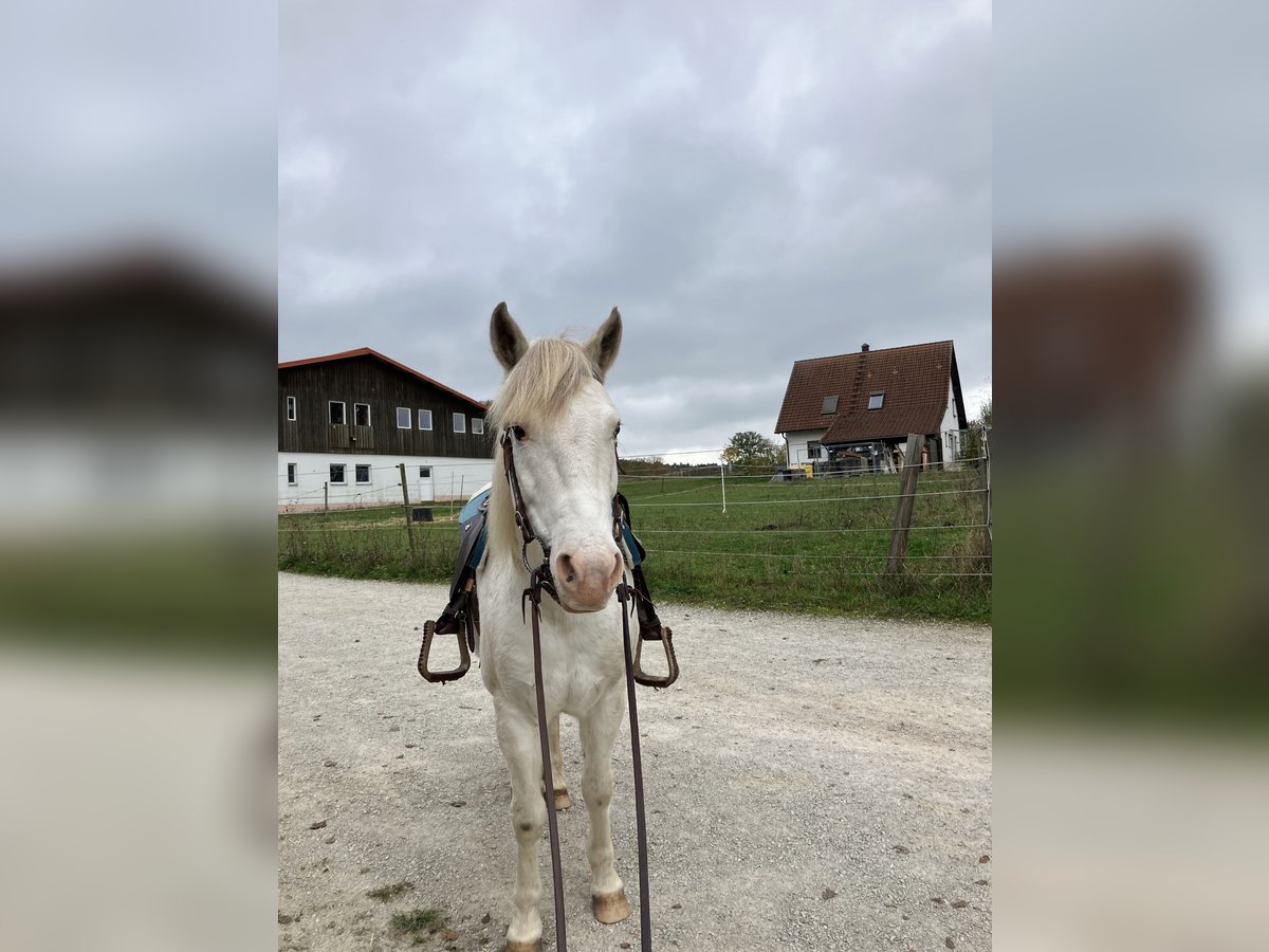 Criollo Gelding 11 years 14,1 hh in Erlangen