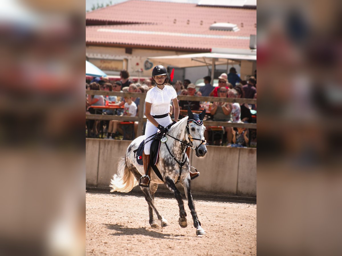 Criollo Gelding 11 years 14,1 hh Grey-Dapple in Bad Soden-Salm&#xFC;nster