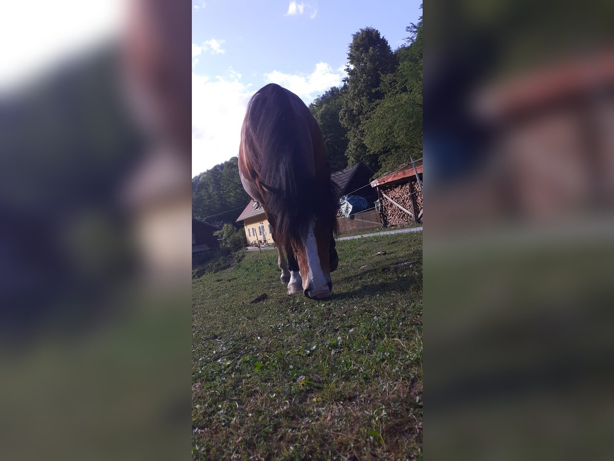 Criollo Gelding 21 years 15,1 hh Bay-Dark in Molln