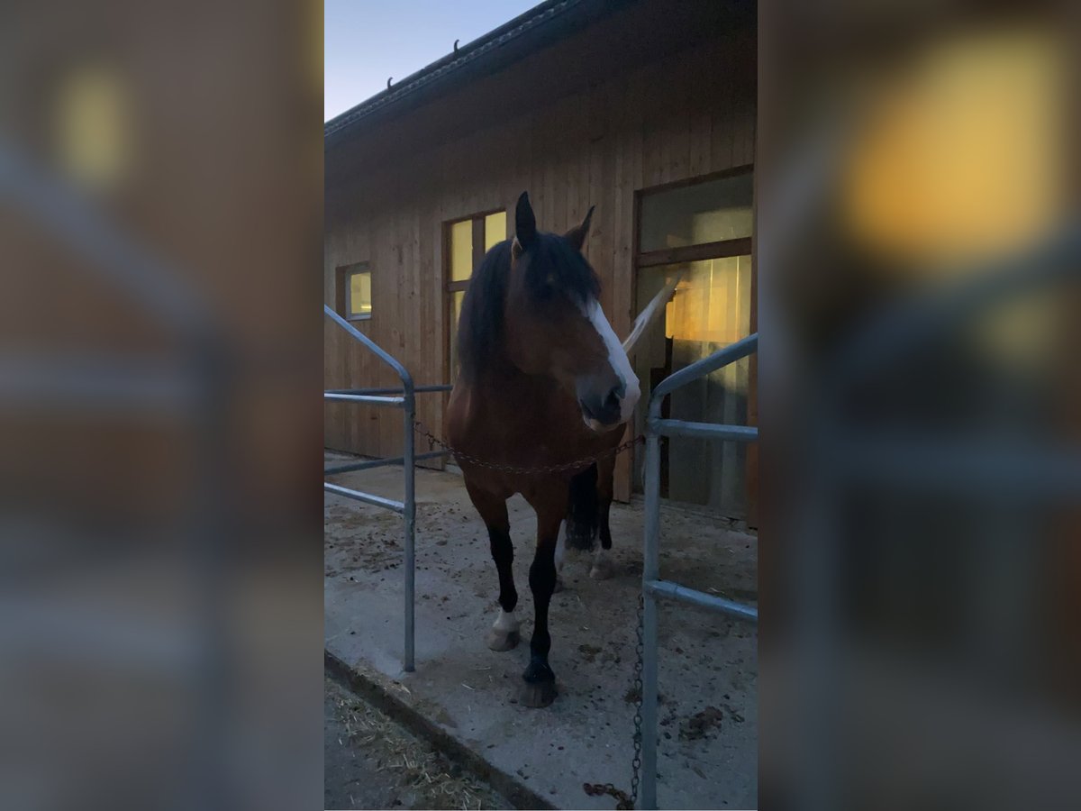 Criollo Gelding 21 years 15,1 hh Brown in Leonstein