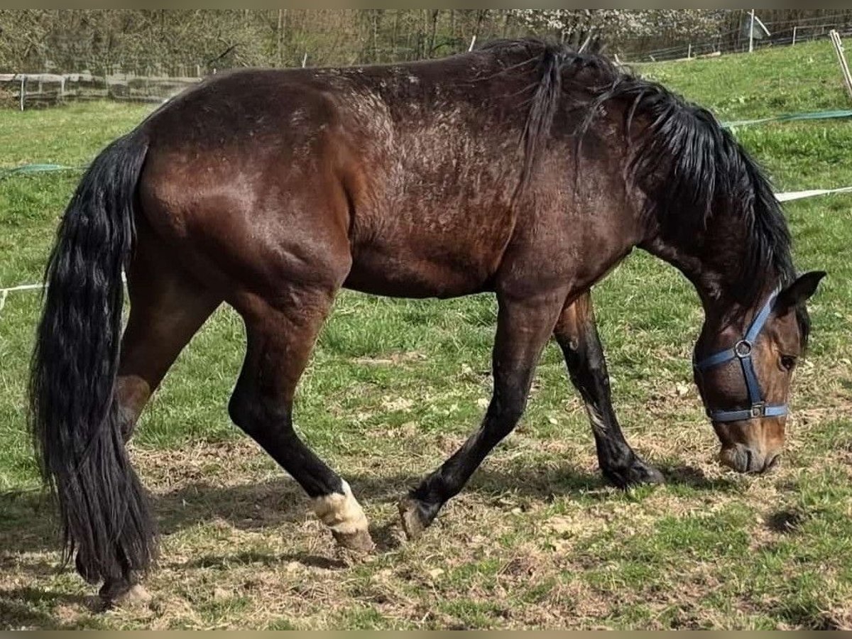 Criollo Gelding 3 years 14,2 hh Brown in Sommerkahl Criollo Gelding 3 years 14,2 hh Brown in Sommerkahl