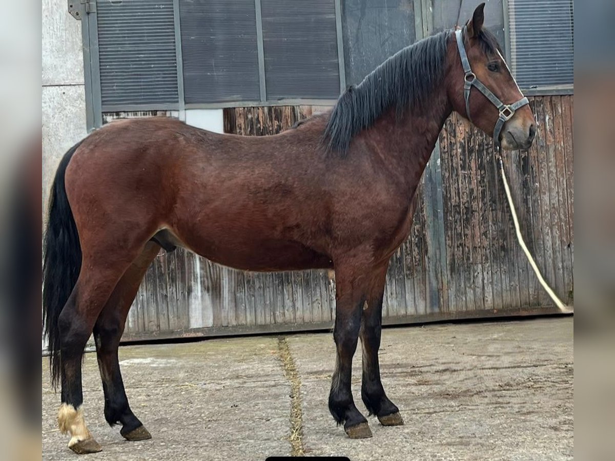 Criollo Gelding 3 years 14,2 hh Brown in Sommerkahl Criollo Gelding 3 years 14,2 hh Brown in Sommerkahl