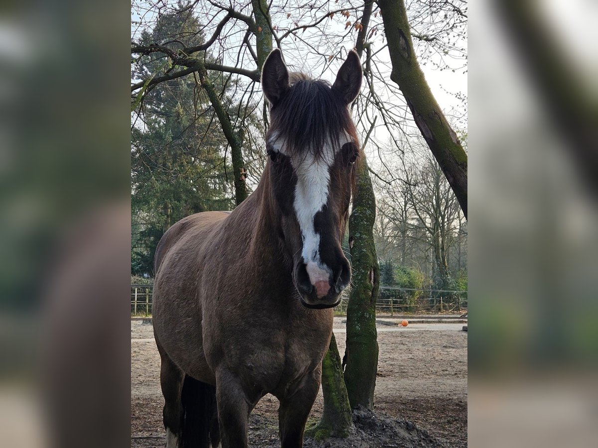 Criollo Gelding 4 years 14,2 hh Grullo in hilversum