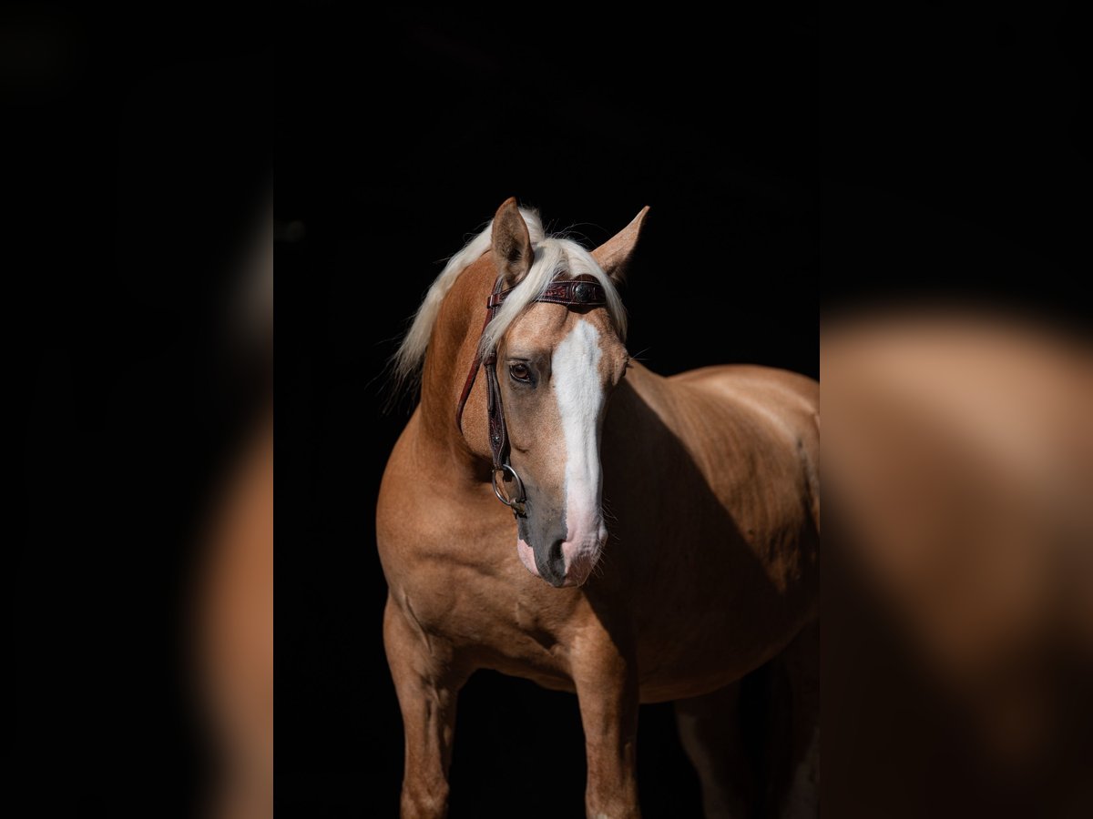 Criollo Gelding 5 years 13,3 hh Cremello in Bruchsal