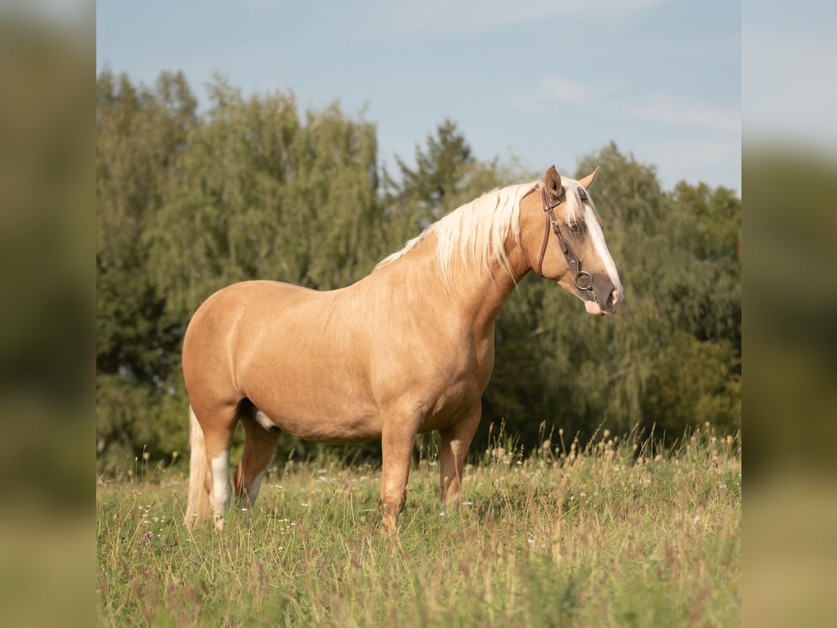 Criollo Gelding 5 years 14 hh Cremello in Bruchsal