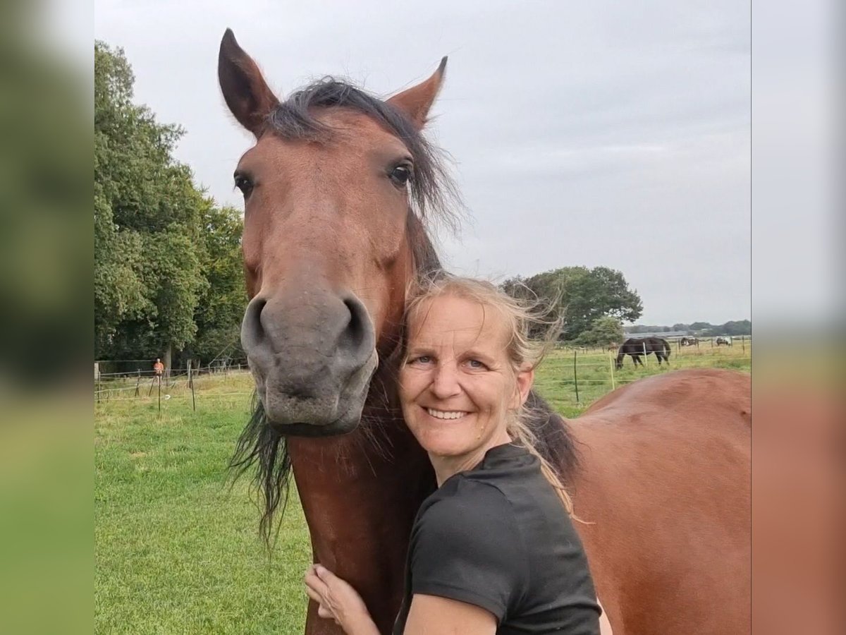 Criollo Gelding 6 years 14,2 hh Brown in Kalmthout