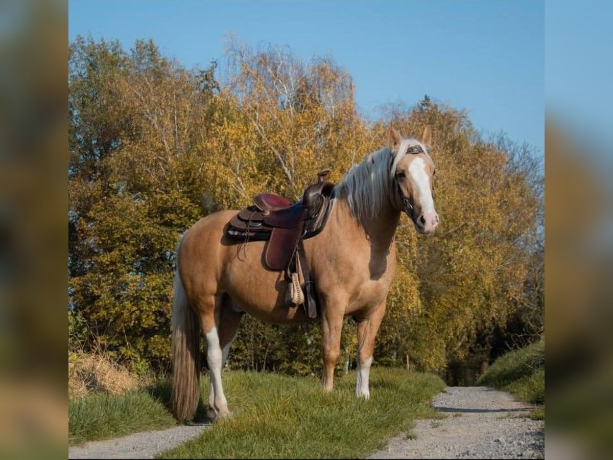 Criollo Gelding 6 years 14 hh Palomino in Kandel