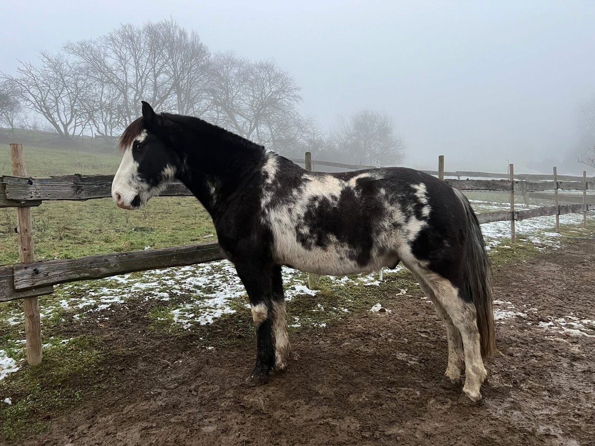 Criollo Gelding 9 years 14,2 hh Overo-all-colors in Koblenz