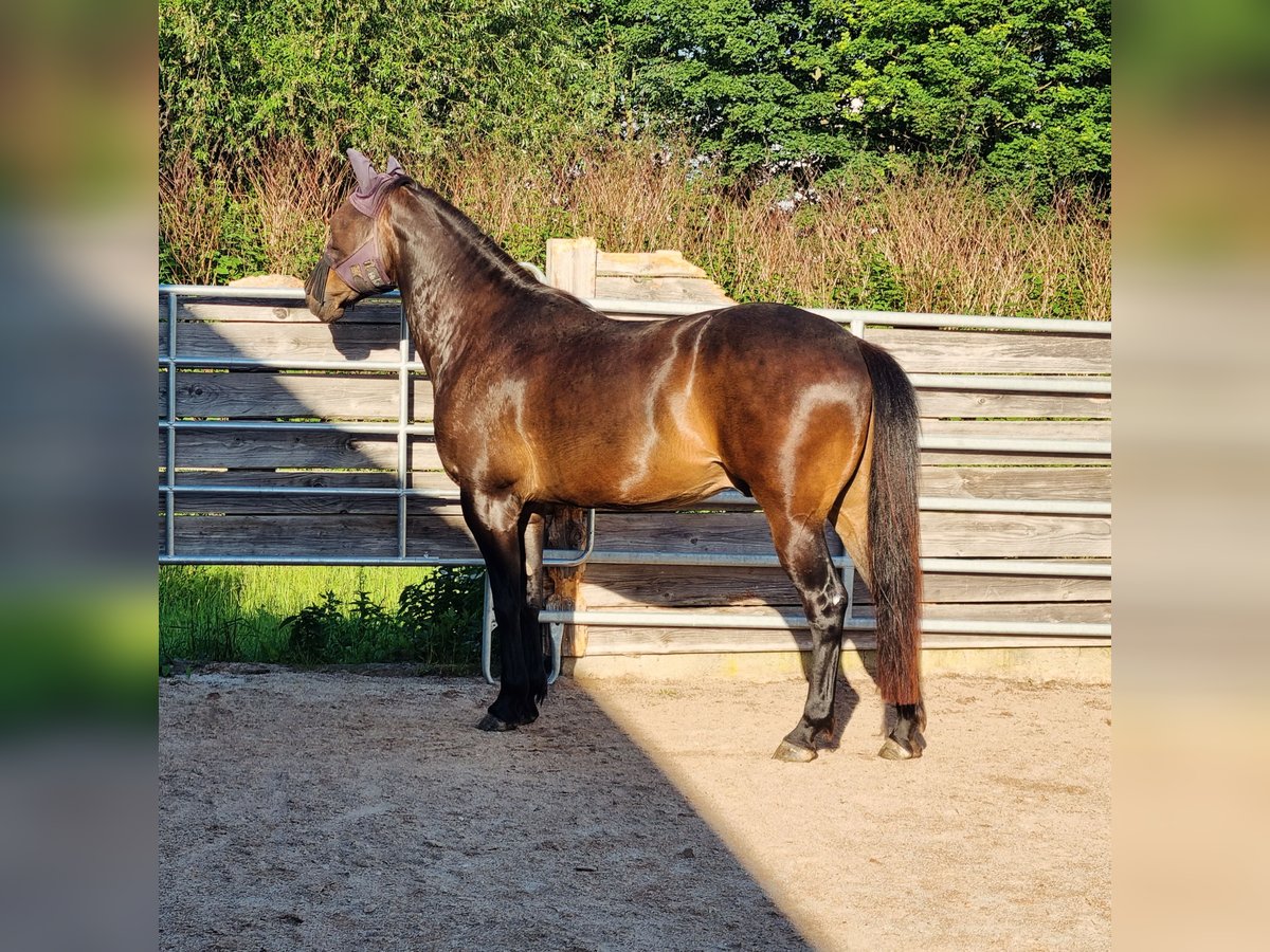 Criollo Mix Gelding 9 years 15,2 hh Bay-Dark in Windischleuba