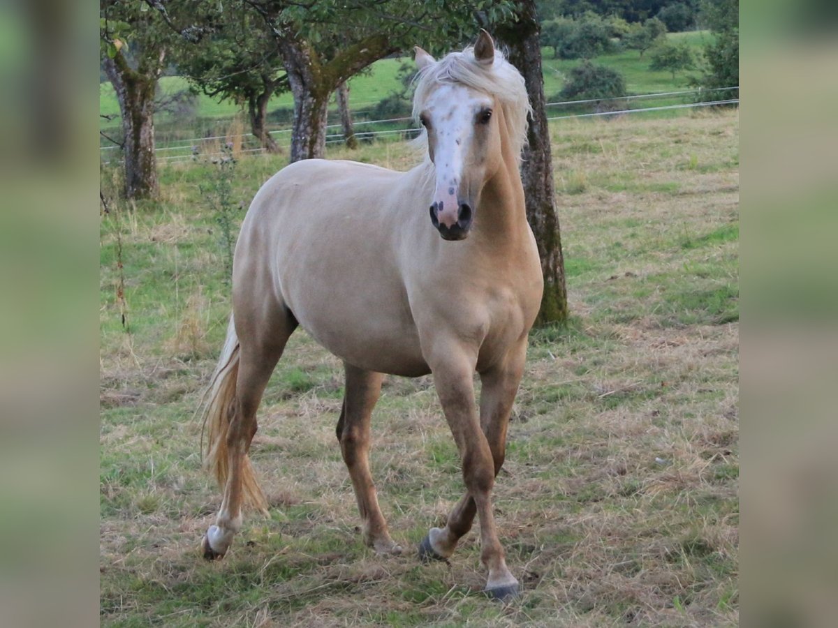 Criollo Giumenta 2 Anni 141 cm Palomino in Heimbuchenthal