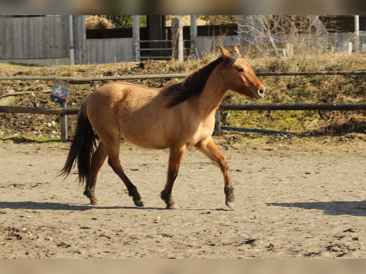 Criollo Giumenta 2 Anni 145 cm Falbo in Gailingen am Hochrhein