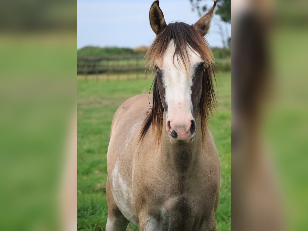 Criollo Giumenta 2 Anni Grullo in Ossenzijl