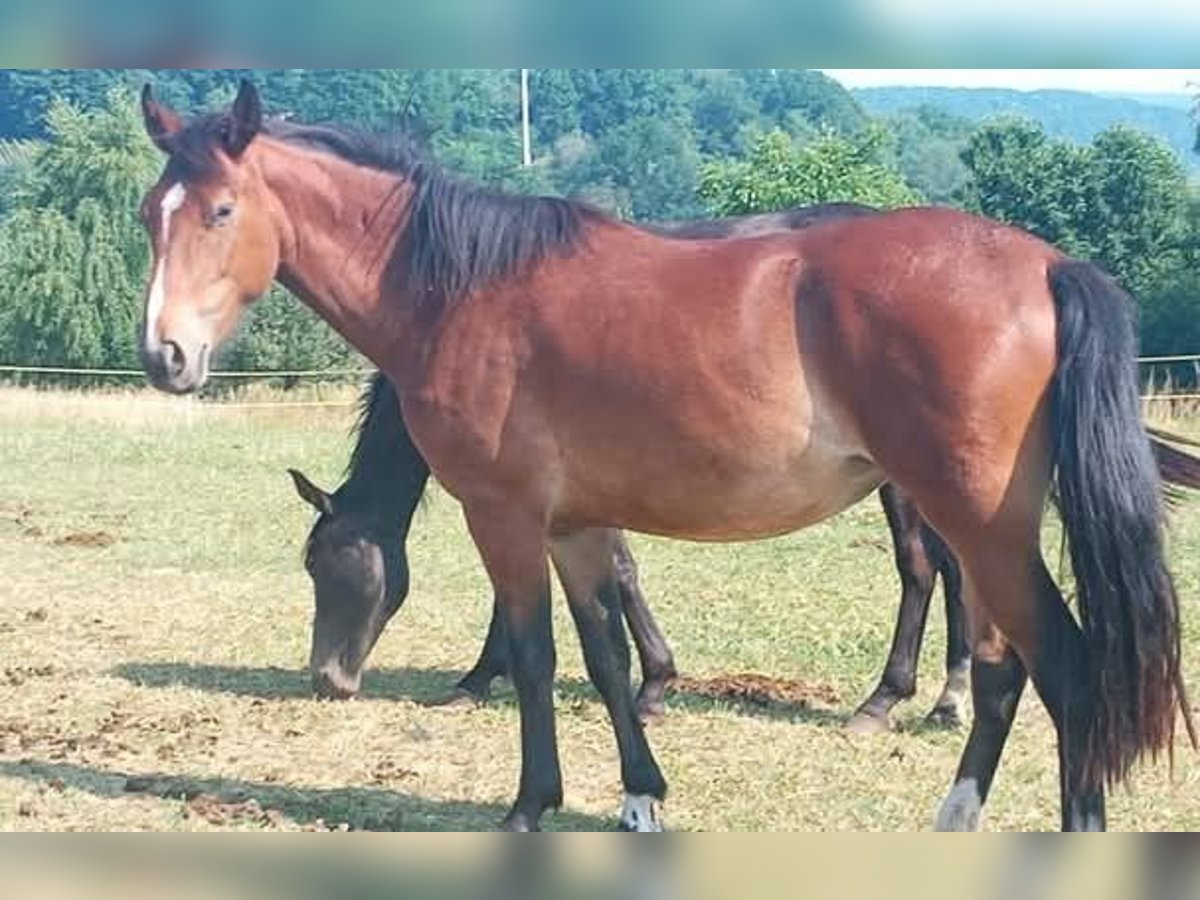Criollo Giumenta 3 Anni 144 cm Baio in W&#xF6;rth am Main