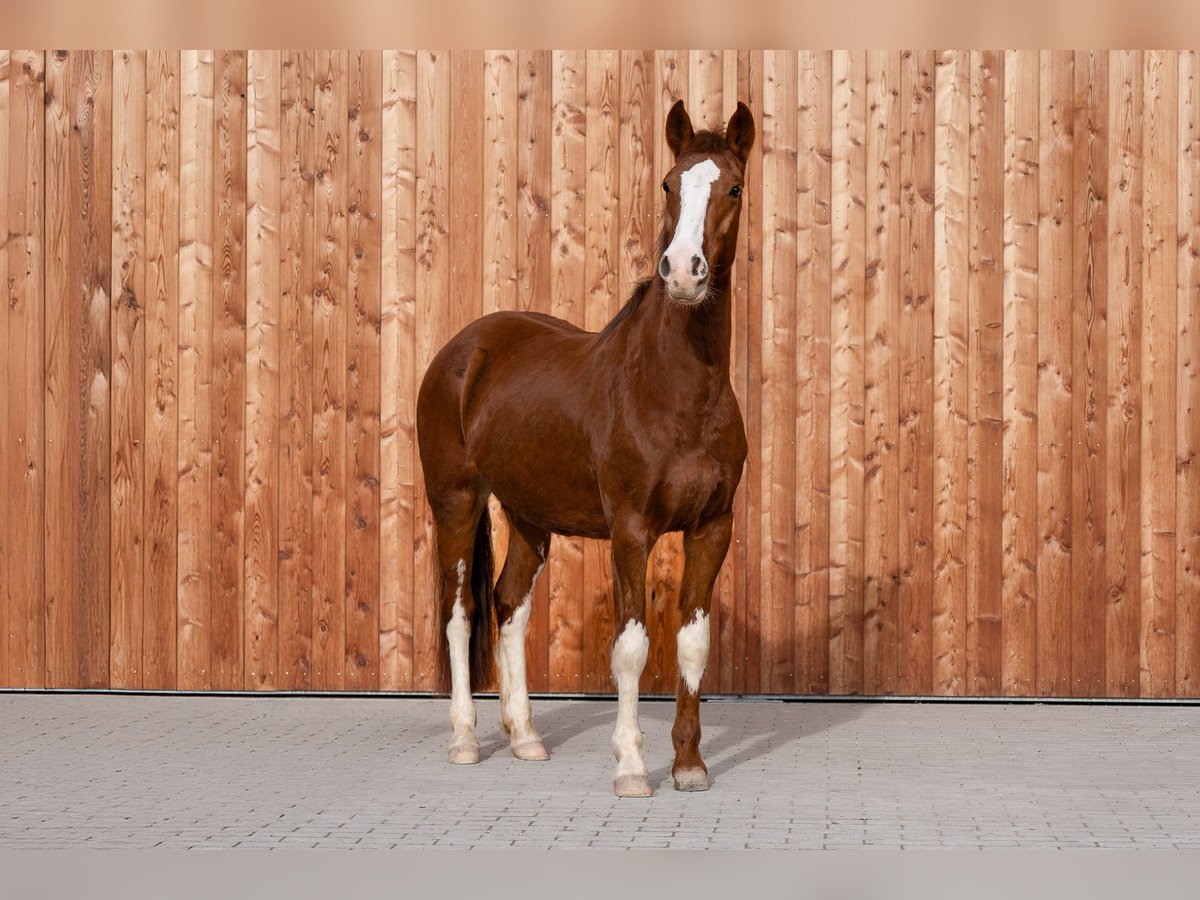 Criollo Giumenta 3 Anni 147 cm Sauro in Heimbuchenthal