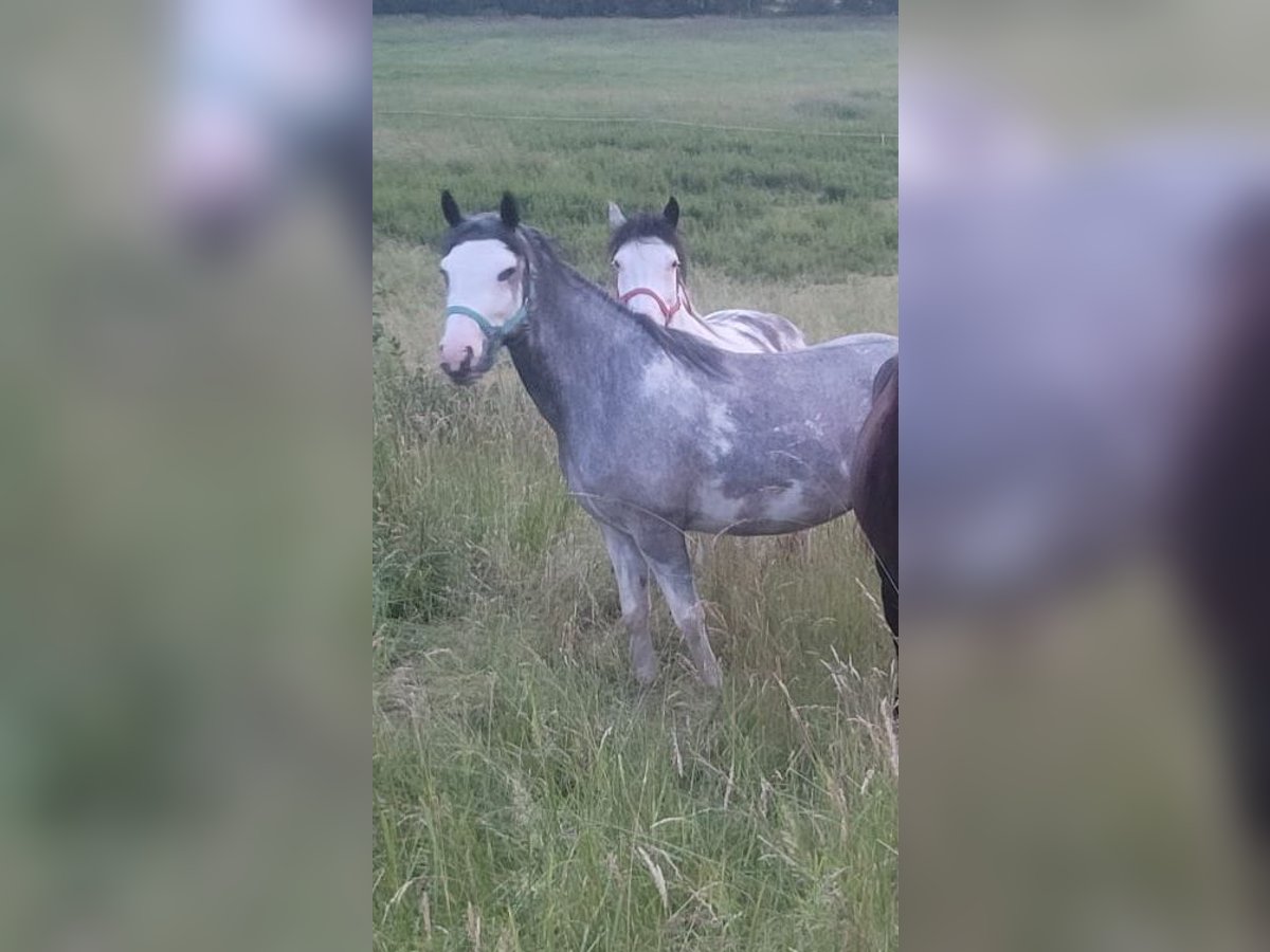 Criollo Giumenta 3 Anni 148 cm Overo-tutti i colori in Westerngrund